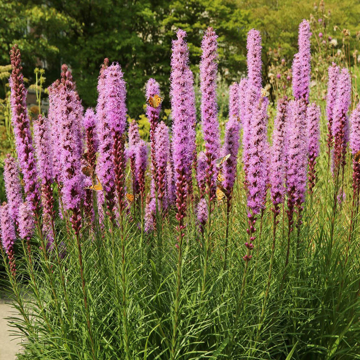 BLAZING STAR FLOWER -  - Liatris spicata