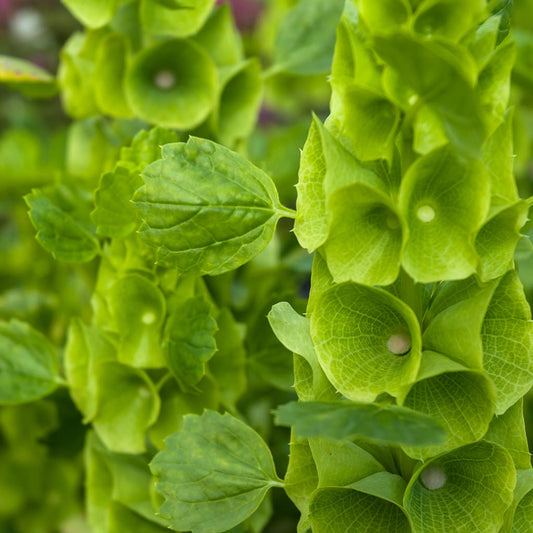 BELLS OF IRELAND - Open Pollinated