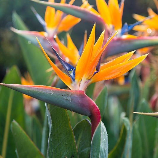 BIRD OF PARADISE - Open Pollinated