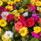 PORTULACA - Double Mixed