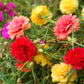 PORTULACA - Double Mixed
