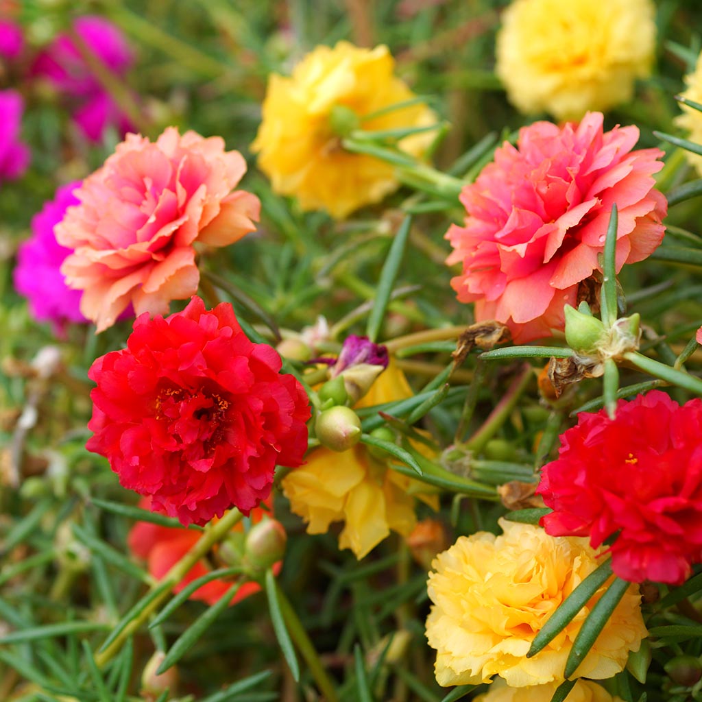 PORTULACA - Double Mixed
