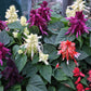 SALVIA  - Splendens Mixed