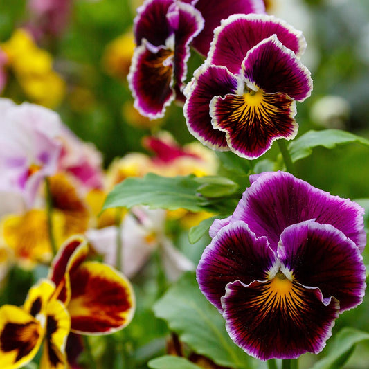 VIOLA - Frou Frou Ruffled Mix
