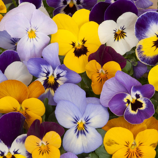 VIOLA - Bambini Mix