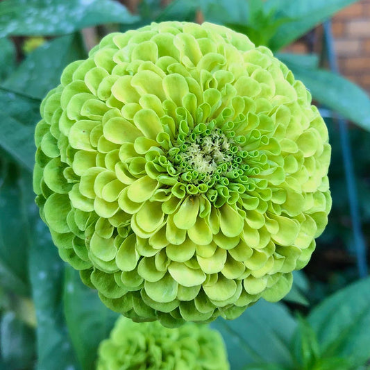 ZINNIA  - Envy Lime Green
