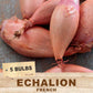 French Echalion (5 Bulbs)