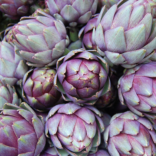 ARTICHOKE - Purple Romagna