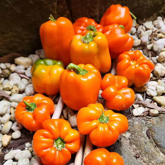 CAPSICUM - Gilboa Orange  - Capsicum annuum