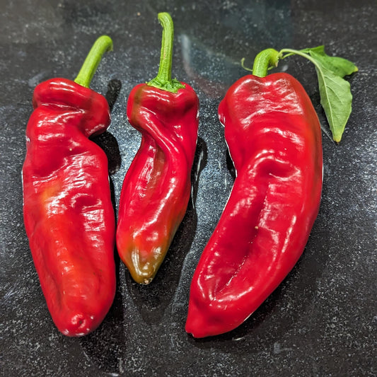 CAPSICUM - Marconi Red  - Capsicum annuum