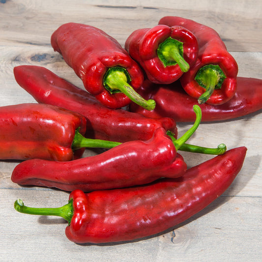 CAPSICUM - Macedonian Red  - Capsicum annuum