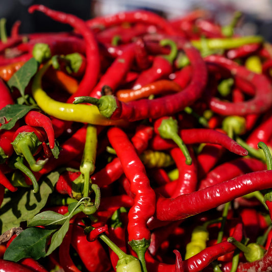 CAPSICUM - Peperoni Lombardo  - Capsicum annuum