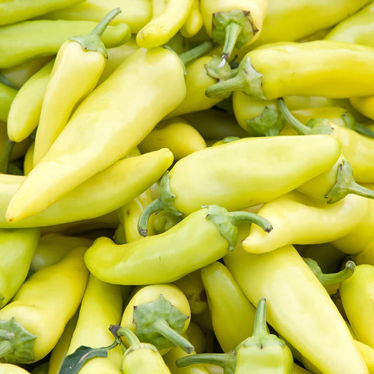 CAPSICUM - Hungarian Sweet Wax