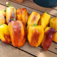 CAPSICUM - Blot