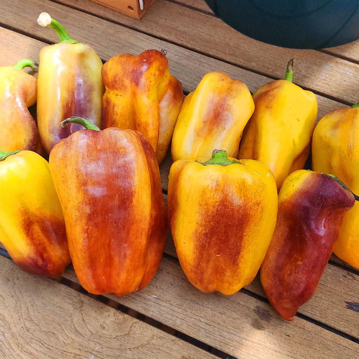 CAPSICUM - Blot