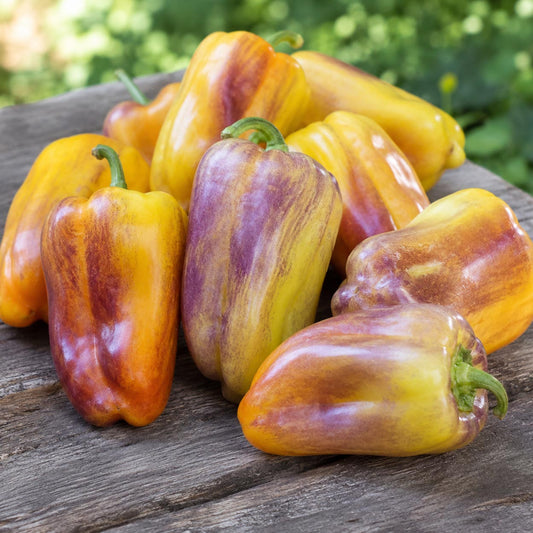CAPSICUM - Blot