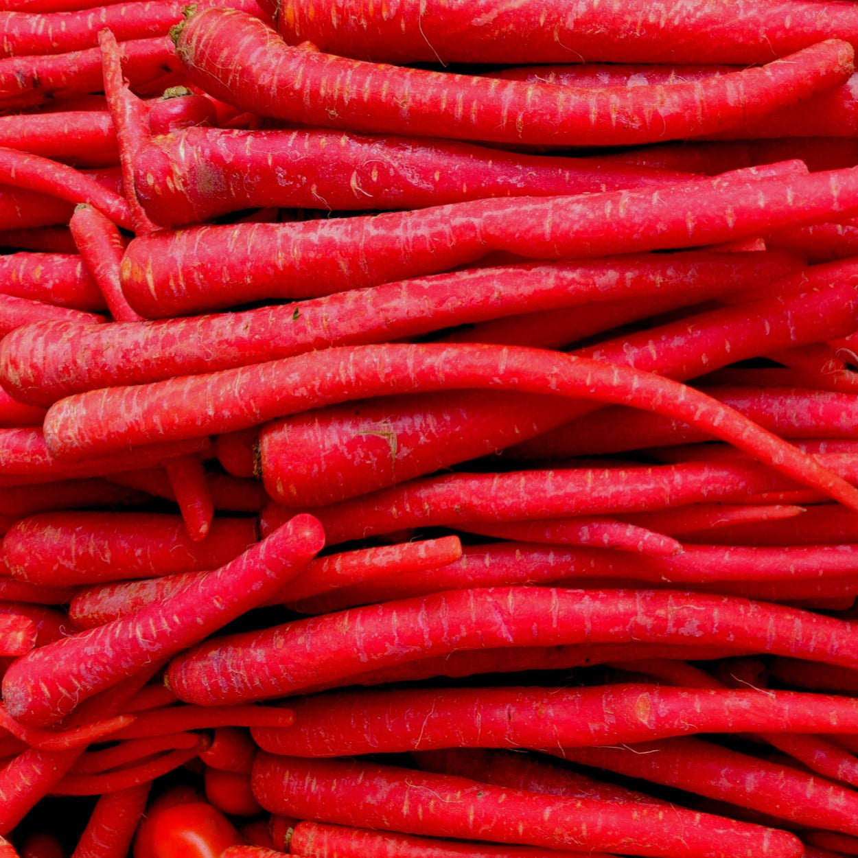 CARROT - Kyoto Red