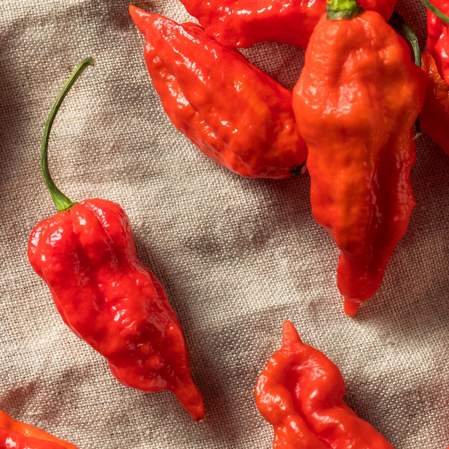 CHILLI PEPPER - Bhut Jolokia