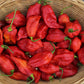 CHILLI PEPPER - Bhut Jolokia