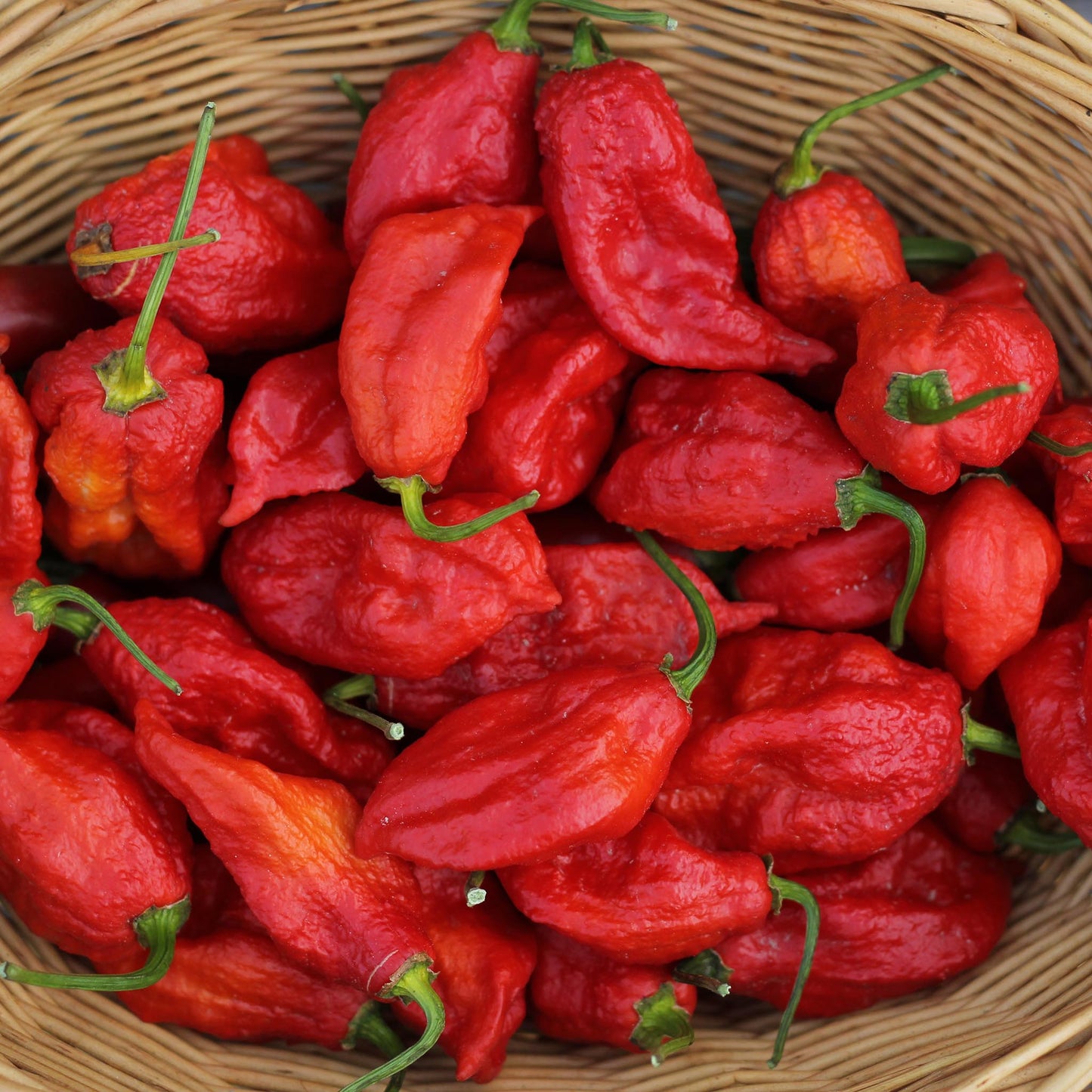 CHILLI PEPPER - Bhut Jolokia