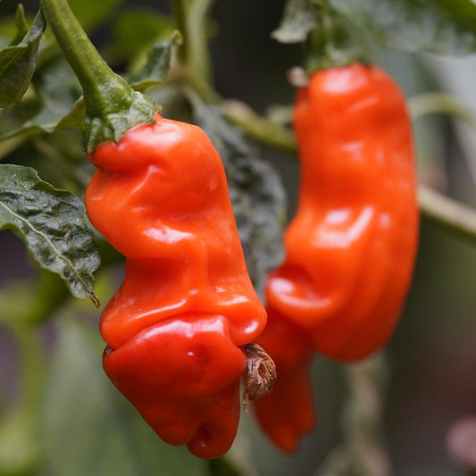 CHILLI PEPPER - Peter Pepper  - Capsicum annuum 