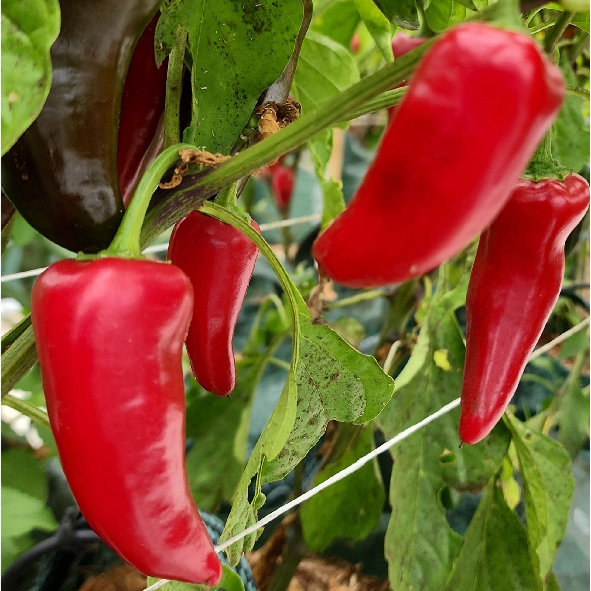 CHILLI PEPPER - Honeypeno  - Capsicum annuum 