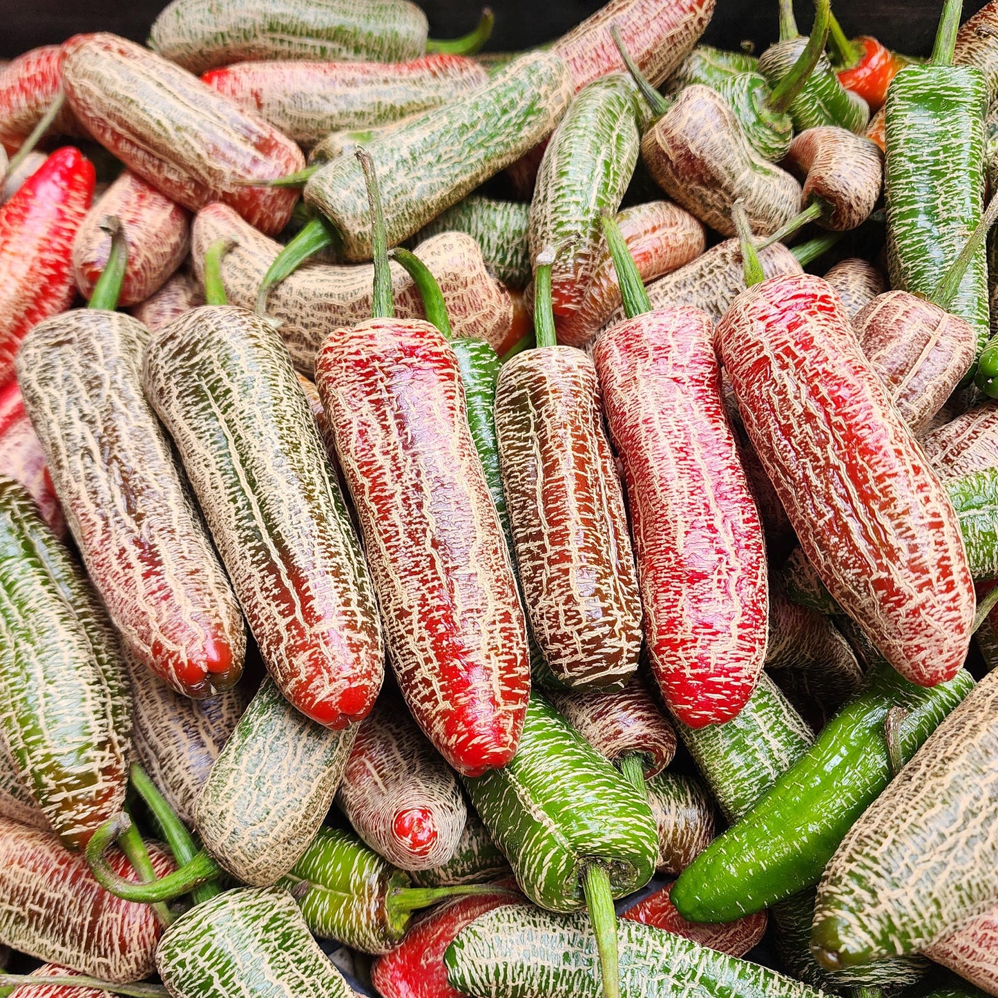 CHILLI PEPPER - Farmers Market Jalapeno  - Capsicum annuum