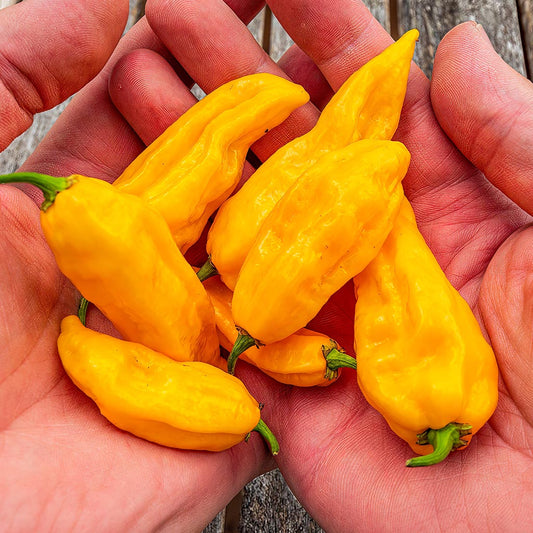 CHILLI PEPPER - Fatalii
