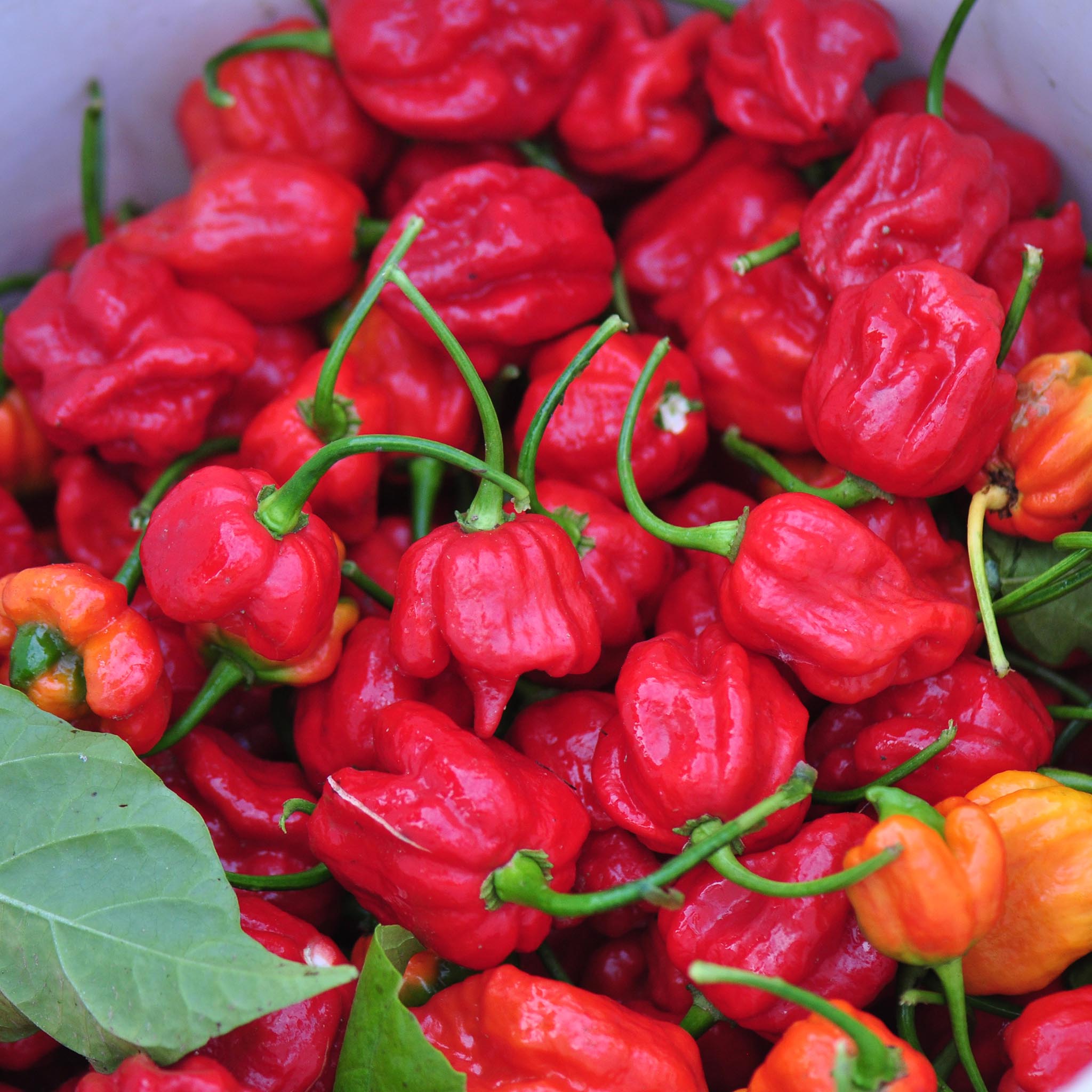 CHILLI PEPPER - Trinidad Scorpian | Buy Online at Seeds Of Plenty ...