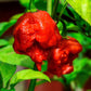 CHILLI PEPPER - Trinidad Scorpian