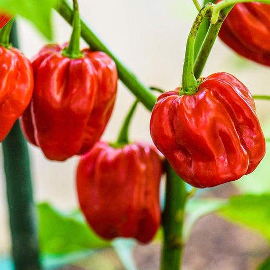 CHILLI PEPPER - Bido Tacana Red