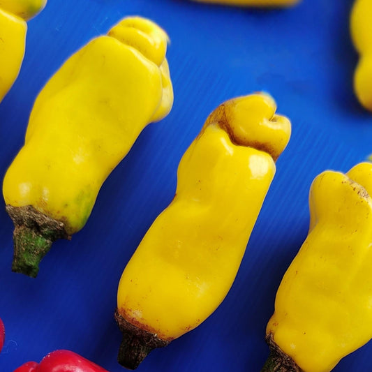 CHILLI PEPPER - Peter Pepper Yellow