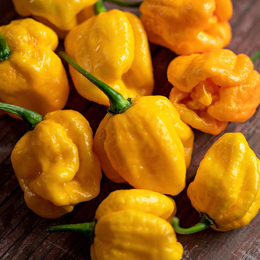 CHILLI PEPPER - 7 Pod Yellow (Brain Strain)