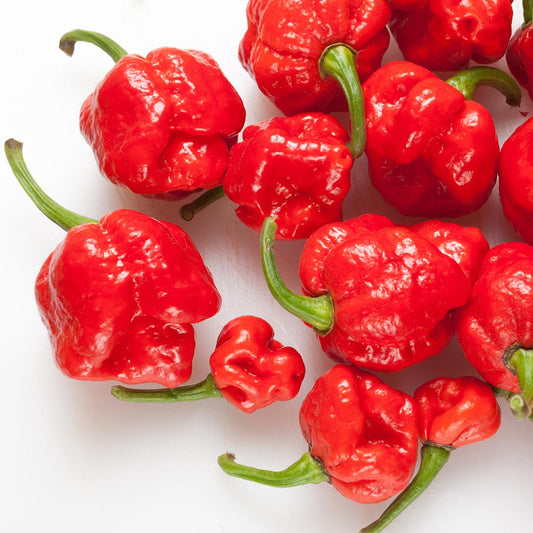 CHILLI PEPPER - Butch T Scorpion