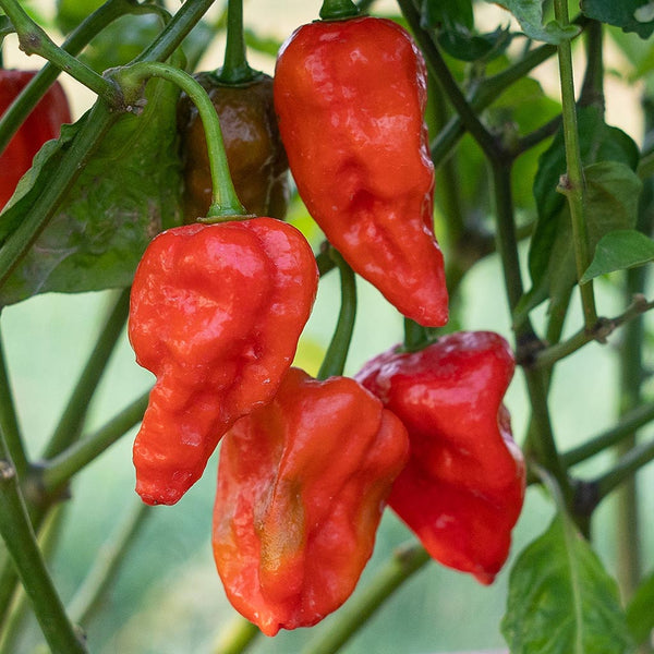 dorset naga chilli plant CHILLI PEPPER - Dorset Naga