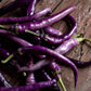 CHILLI PEPPER - Buena Mulata