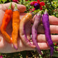 CHILLI PEPPER - Buena Mulata