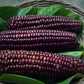 CORN/MAIZE - Mandan