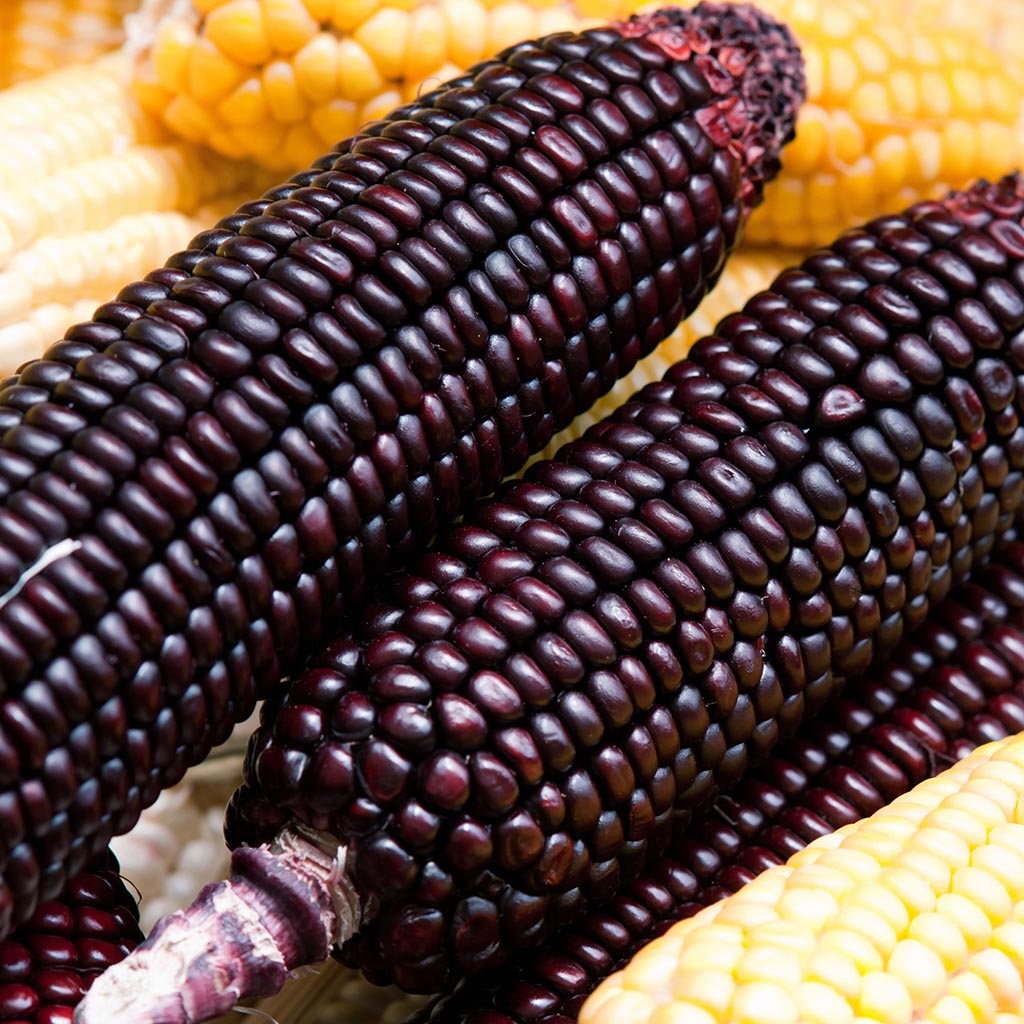 CORN/MAIZE - Mandan