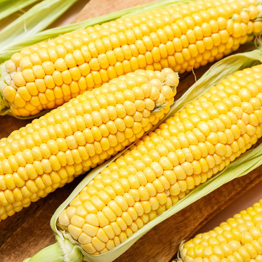 SWEET CORN - Max F1