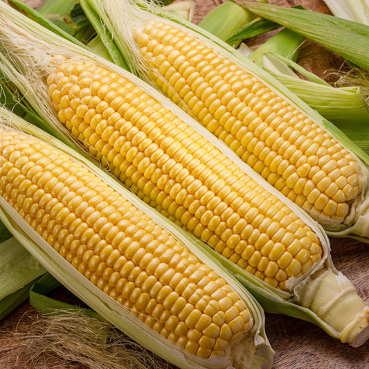 SWEET CORN - Daughter of the Sun