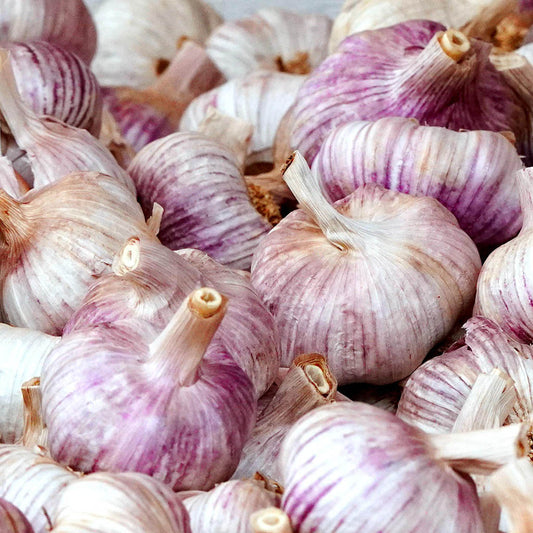 GARLIC - Italian Purple (Early)