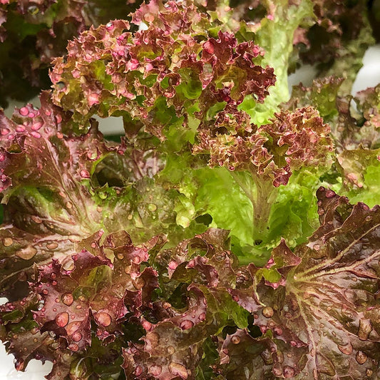 LETTUCE - American Brown
