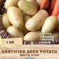 Potato - White Star