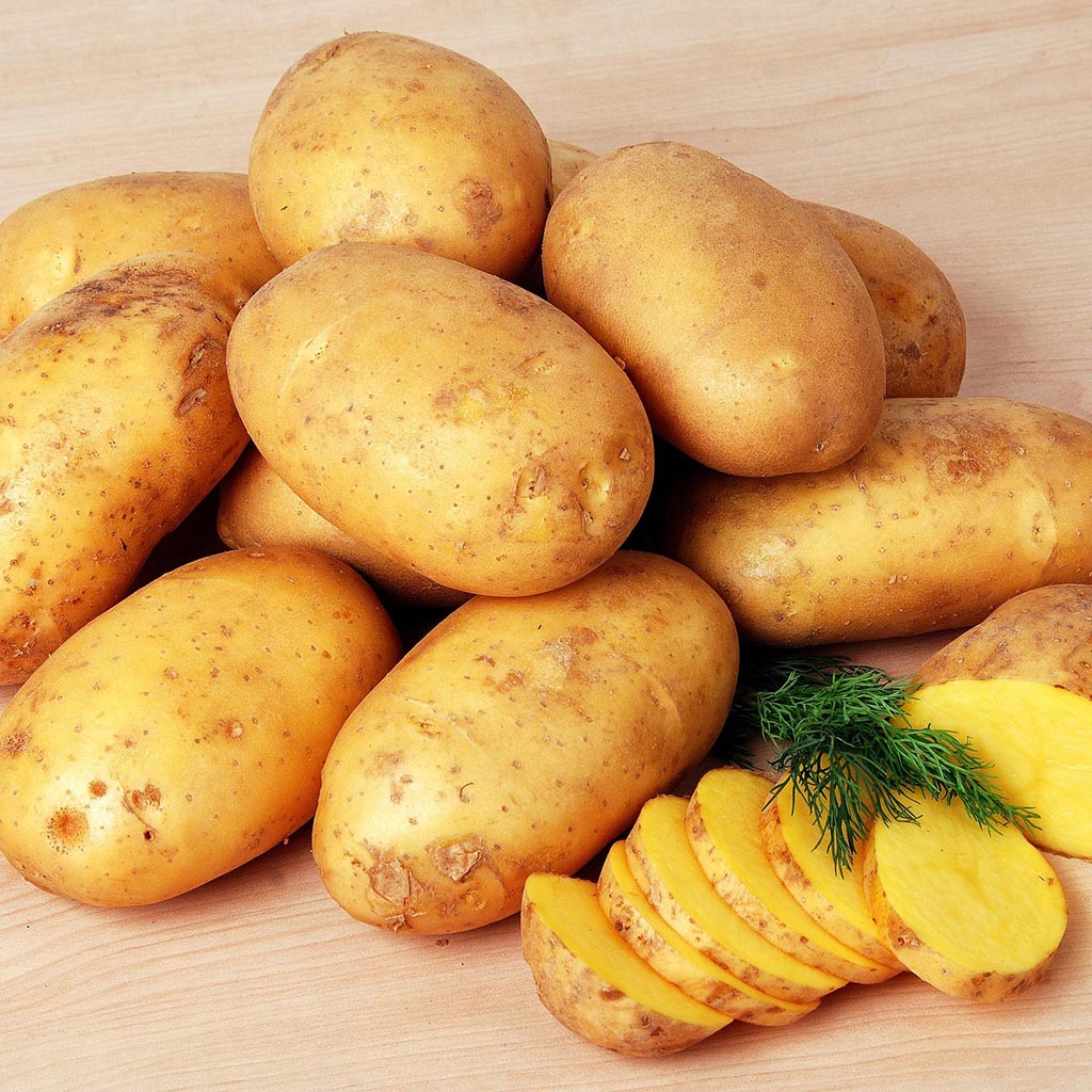 Potato - Dutch Cream