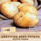 Potato - Dutch Cream