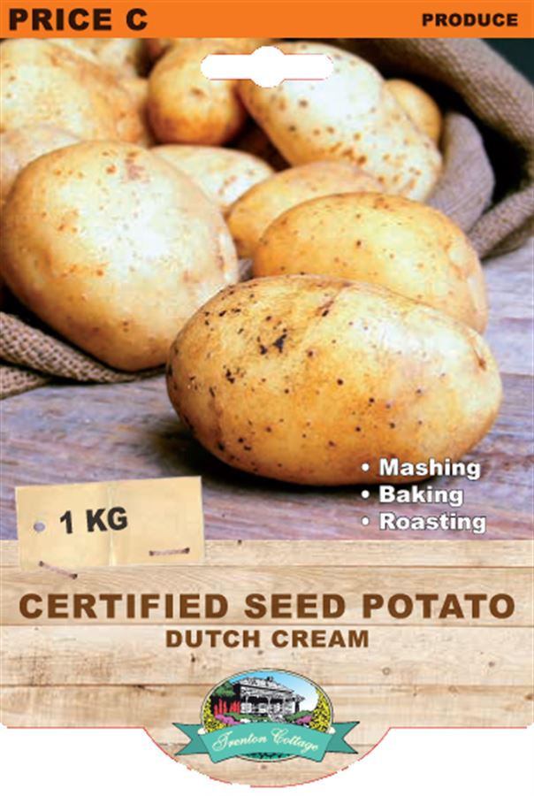 Potato - Dutch Cream