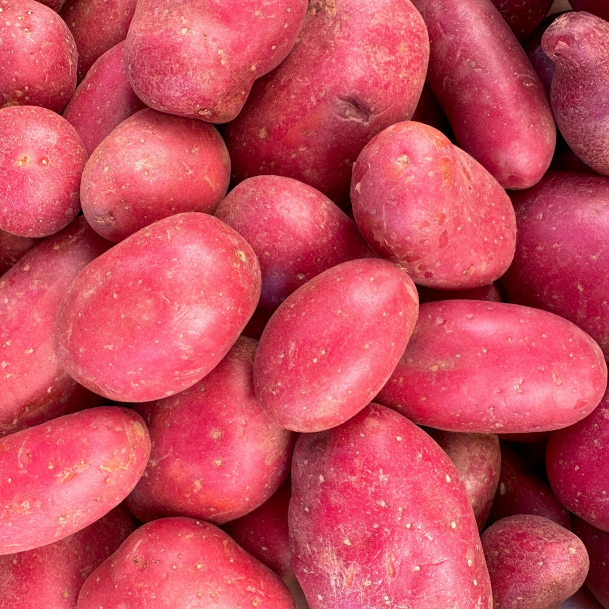 Potato - Red Lady (1kg Certified Seed Potato)