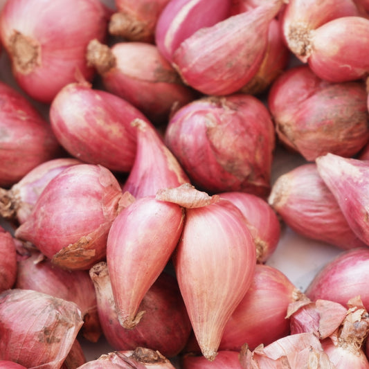 Red Shallot (5 Bulbs)