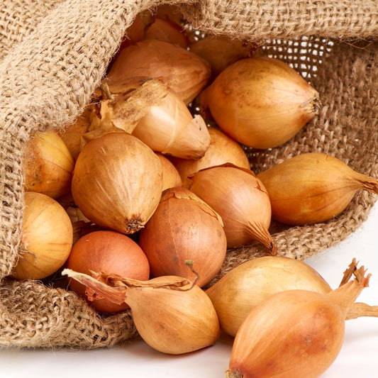 Golden Shallot (6 Bulbs)